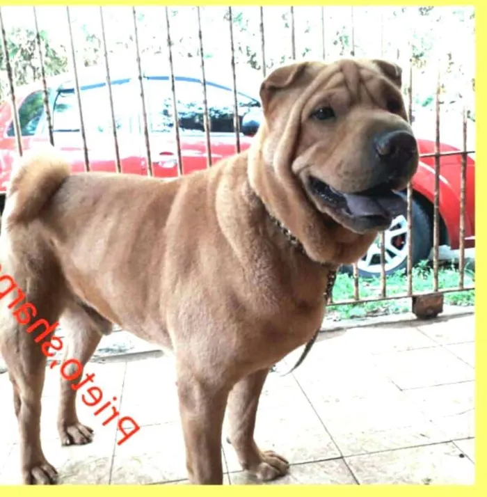Cachorro ra a SharPei idade 4 anos nome Pietro 