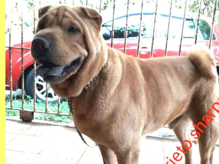 Cachorro ra a SharPei idade 4 anos nome Pietro 