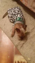 Fred mini chewbacca