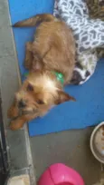 Fred mini chewbacca