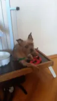 Fred mini chewbacca