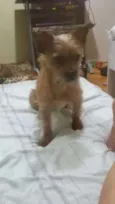 Fred mini chewbacca