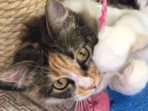 Gato raça SRD idade 1 ano nome Safira