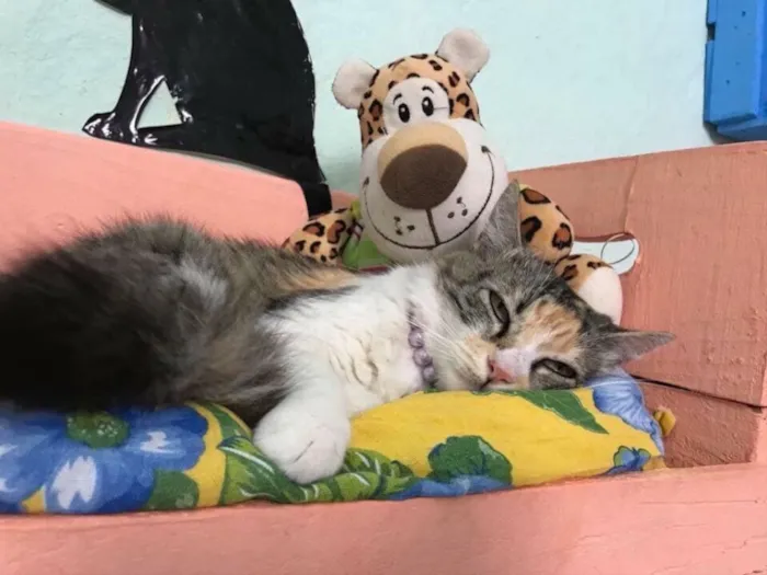 Gato ra a SRD idade 1 ano nome Safira