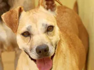 Cachorro raça  idade 4 anos nome Catarina
