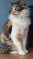 Safira