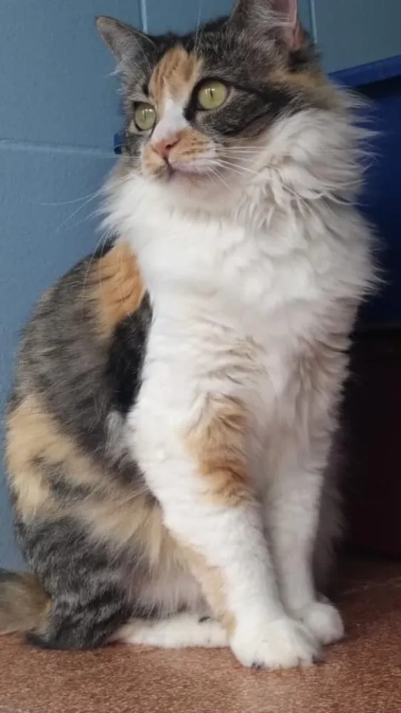 Gato ra a SRD idade 1 ano nome Safira