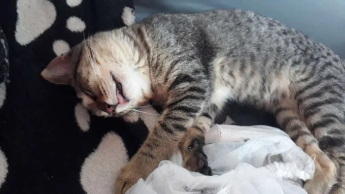 Gato raça Vira lata idade 7 a 11 meses nome Catdog