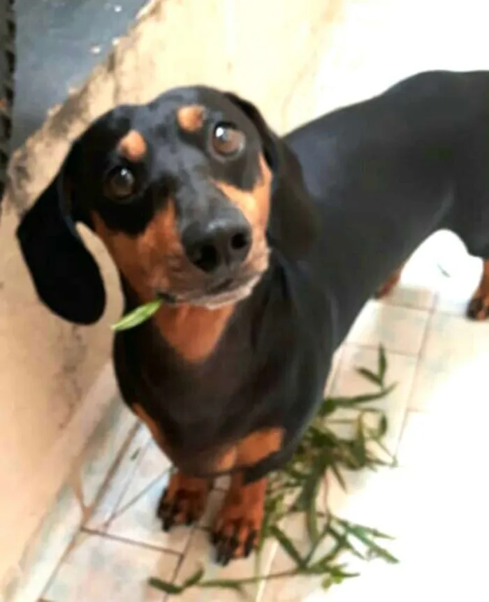 Cachorro ra a Daschund ( mestiço) idade 5 anos nome Duda