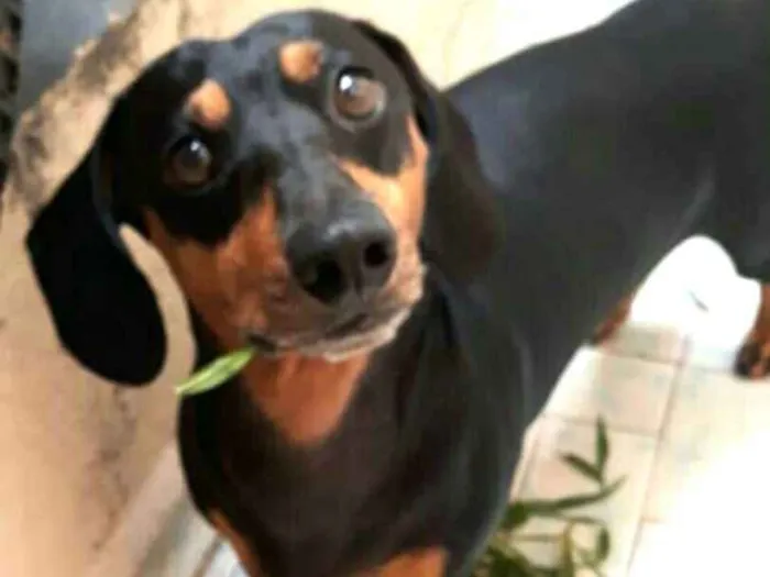 Cachorro ra a Daschund ( mestiço) idade 5 anos nome Duda