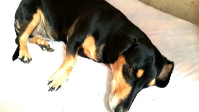 Cachorro ra a Daschund ( mestiço) idade 5 anos nome Duda