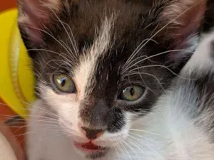Gato raça  idade Abaixo de 2 meses nome Filhotes ( Délcia )