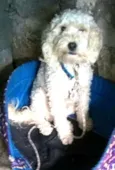 Picolé 