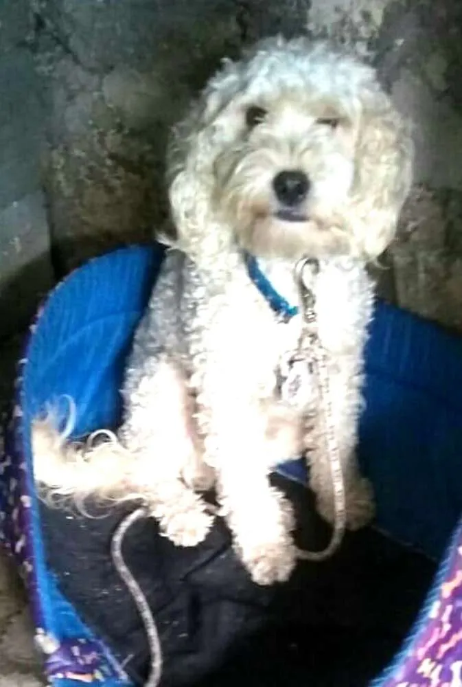 Cachorro ra a Poodle  idade 2 anos nome Picolé 