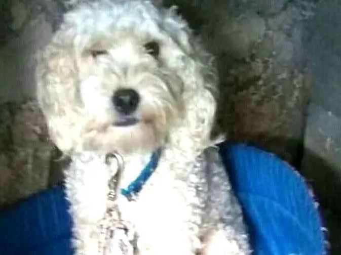 Cachorro ra a Poodle  idade 2 anos nome Picolé 