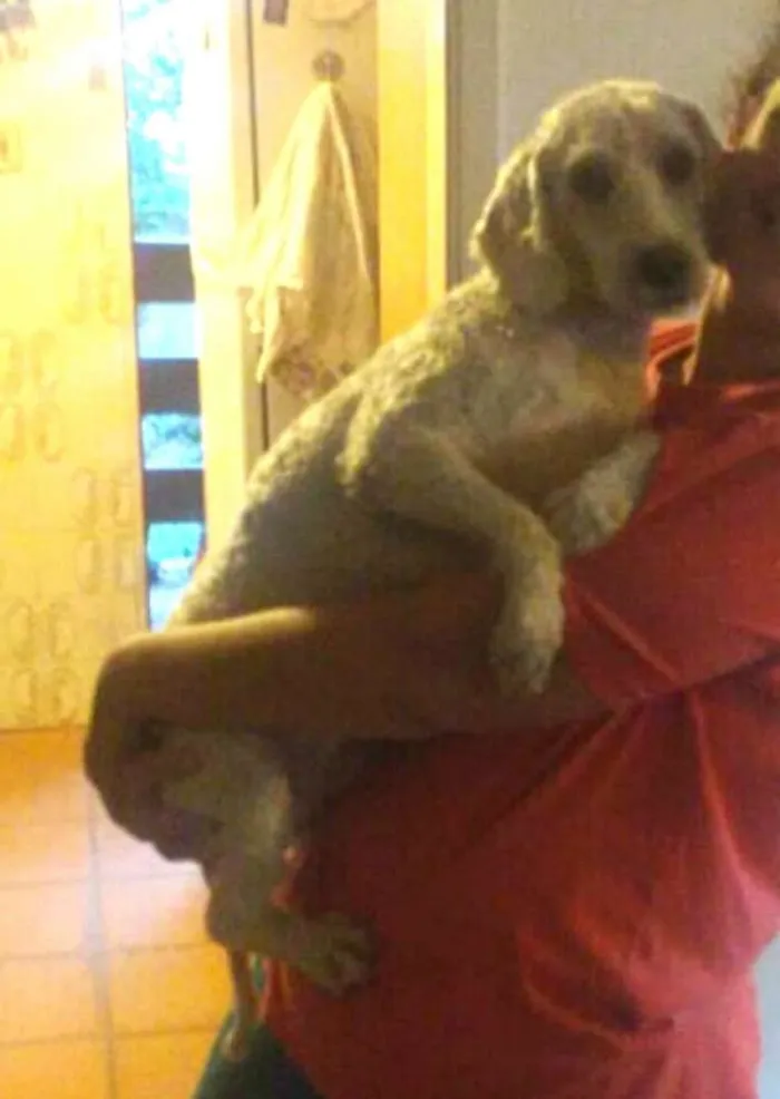 Cachorro ra a Poodle  idade 2 anos nome Picolé 
