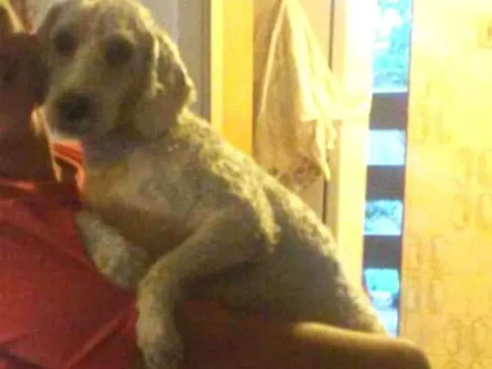 Cachorro ra a Poodle  idade 2 anos nome Picolé 