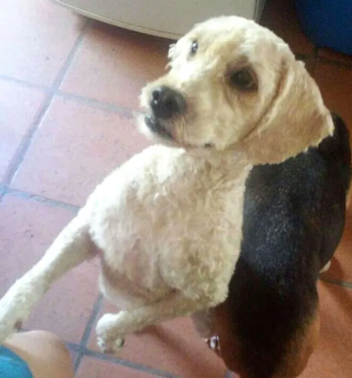 Cachorro ra a Poodle  idade 2 anos nome Picolé 