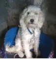 Picolé 