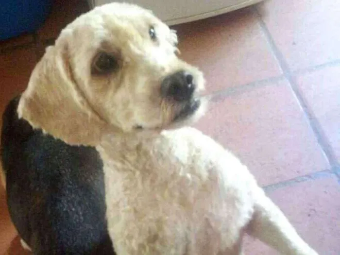 Cachorro ra a Poodle  idade 2 anos nome Picolé 