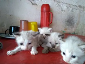Gato raça Siamês idade Abaixo de 2 meses nome Sem nome