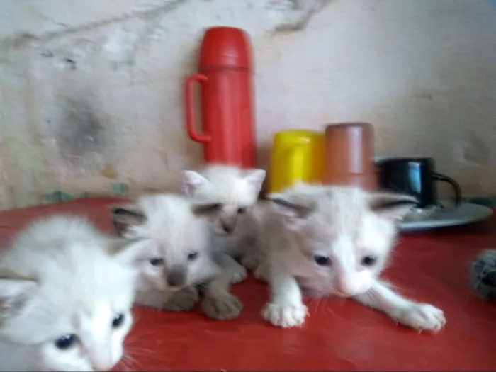 Gato ra a Siamês idade Abaixo de 2 meses nome Sem nome