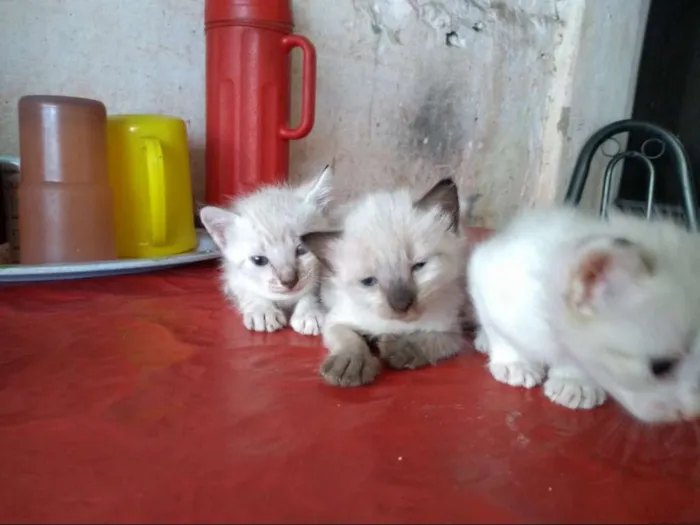 Gato ra a Siamês idade Abaixo de 2 meses nome Sem nome