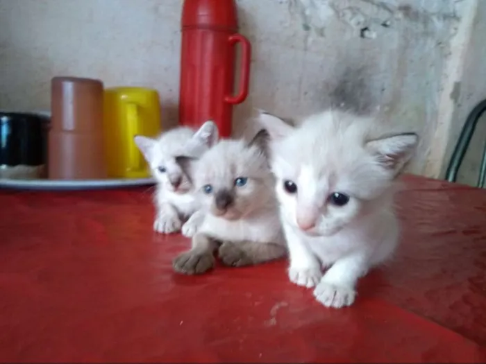 Gato ra a Siamês idade Abaixo de 2 meses nome Sem nome