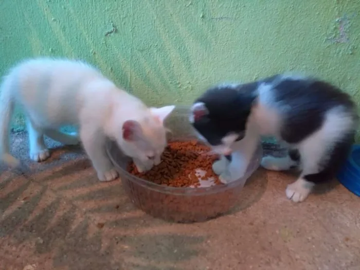 Gato raça Sem Raça Definida idade Abaixo de 2 meses nome Sem nome ainda