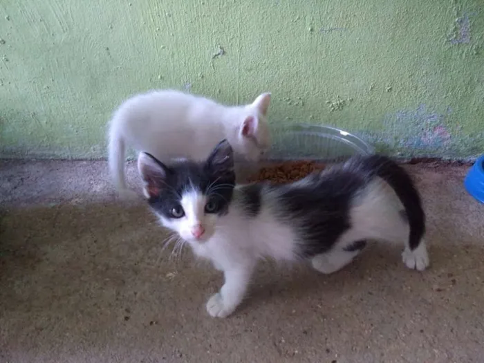 Gato raça Sem Raça Definida idade Abaixo de 2 meses nome Sem nome ainda