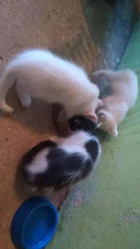 Gato raça Sem Raça Definida idade Abaixo de 2 meses nome Sem nome ainda