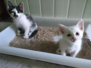 Gato raça Sem Raça Definida idade Abaixo de 2 meses nome Sem nome ainda
