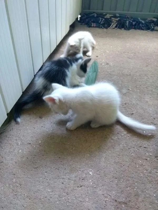 Gato raça Sem Raça Definida idade Abaixo de 2 meses nome Sem nome ainda