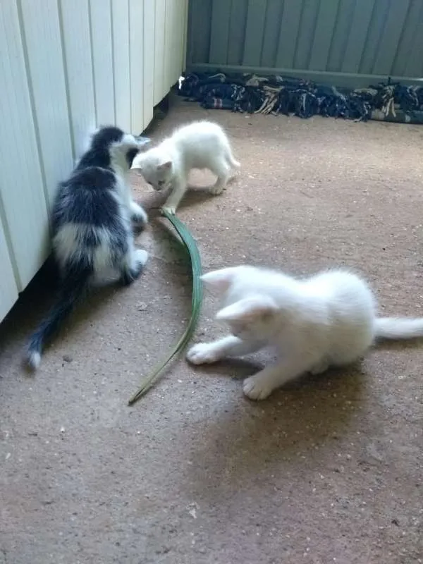 Gato raça Sem Raça Definida idade Abaixo de 2 meses nome Sem nome ainda