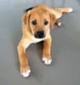 Cookie