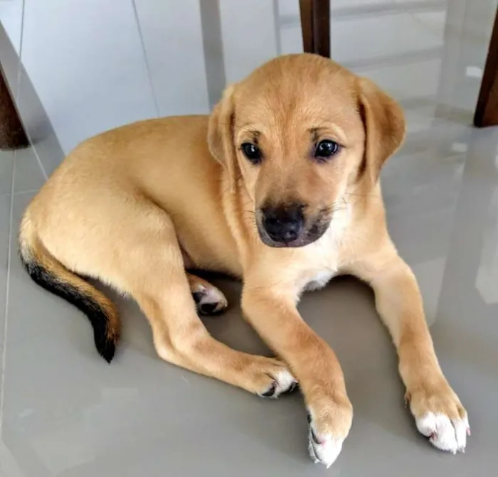 Cachorro ra a SRD idade Abaixo de 2 meses nome Cookie
