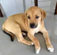 Cookie