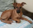 Pécos