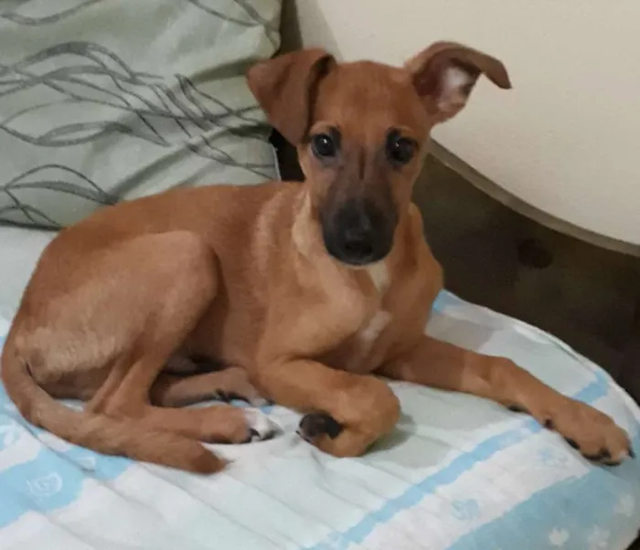 Cachorro ra a  idade 7 a 11 meses nome Pécos