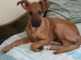 Pécos