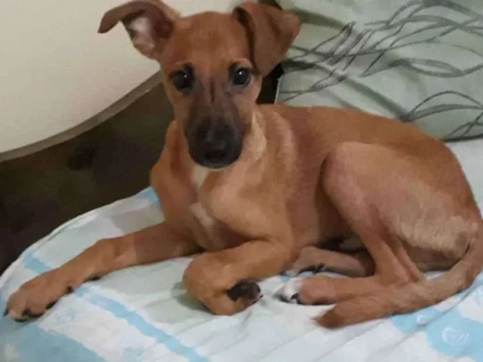 Cachorro ra a  idade 7 a 11 meses nome Pécos