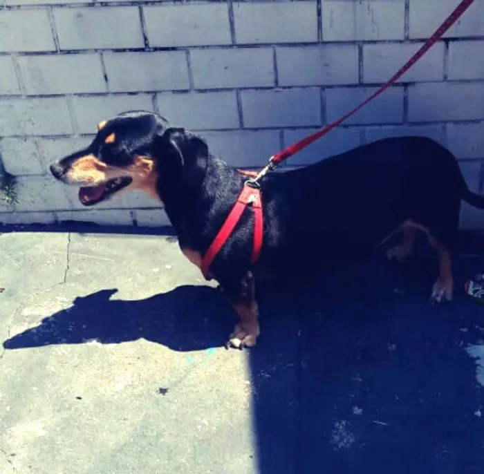 Cachorro ra a Daschund ( mestiço) idade 5 anos nome Duda