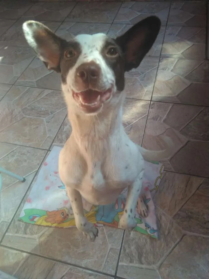 Cachorro ra a srd idade 7 a 11 meses nome Minie