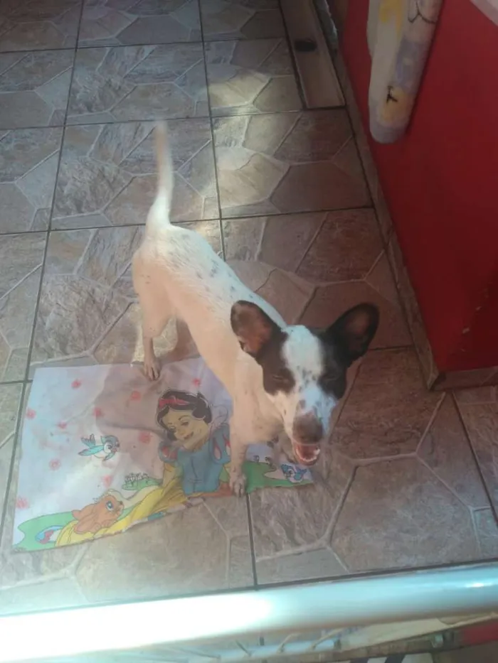 Cachorro ra a srd idade 7 a 11 meses nome Minie