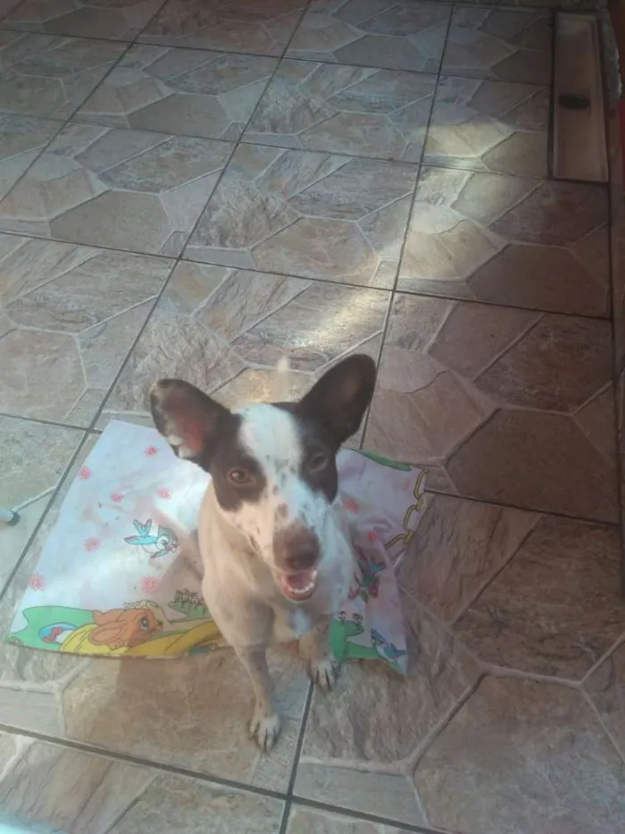 Cachorro ra a srd idade 7 a 11 meses nome Minie