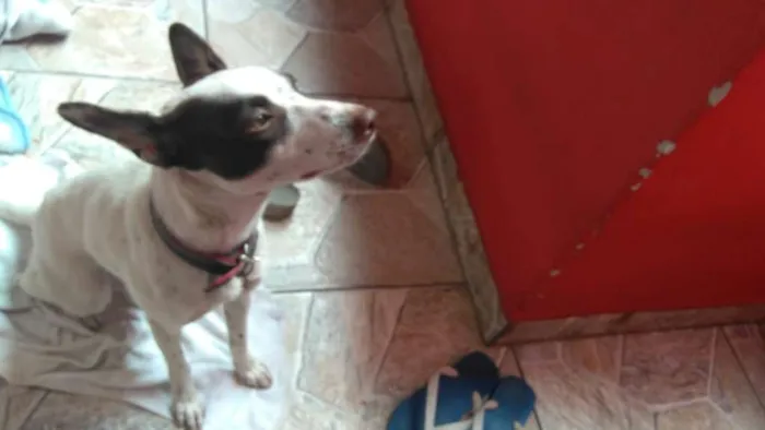 Cachorro ra a srd idade 7 a 11 meses nome Minie