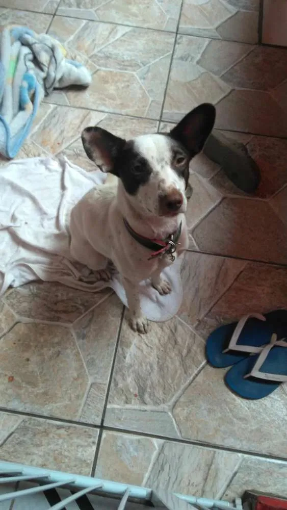 Cachorro ra a srd idade 7 a 11 meses nome Minie