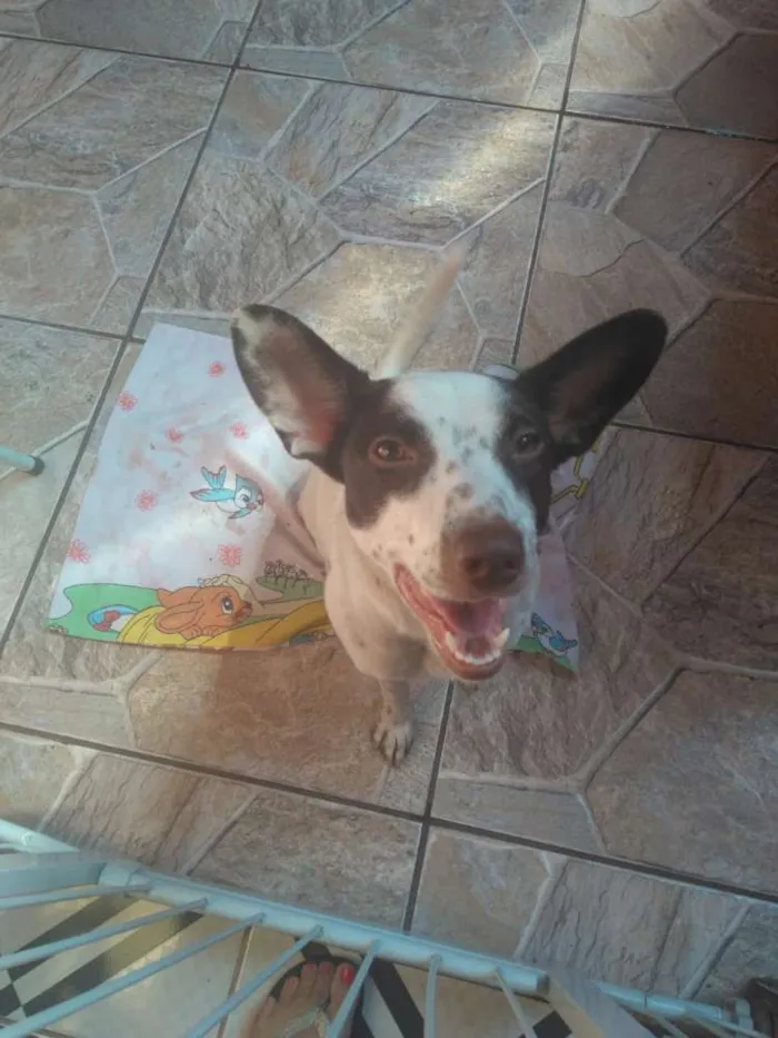 Cachorro ra a srd idade 7 a 11 meses nome Minie