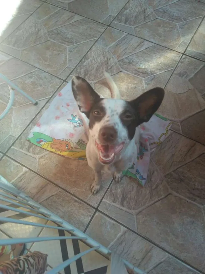 Cachorro ra a srd idade 7 a 11 meses nome Minie