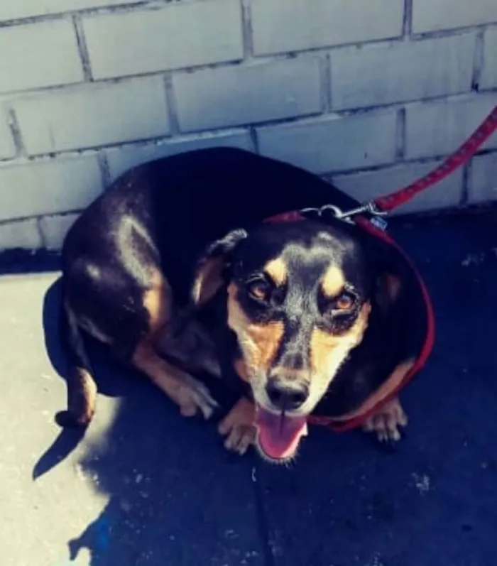 Cachorro ra a Daschund ( mestiço) idade 5 anos nome Duda